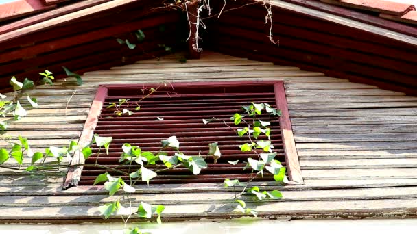 Бур'яни і лози засипані дерев'яним вікном будинків — стокове відео