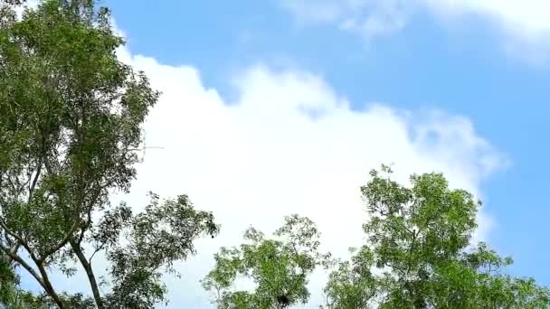 Верхнее дерево перемещалось ветром и белым облаком на заднем плане — стоковое видео
