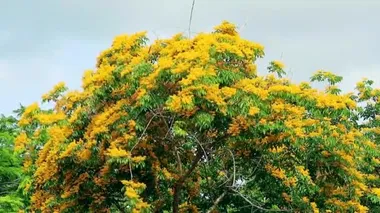 Burma padauk sarı ağaç çiçekleri açıyor ve rüzgarla savruluyor
