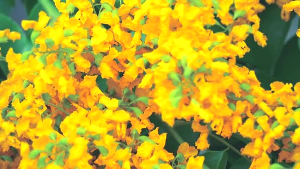 Bee and Burma padauk bouquet yellow flowers — Stock Video