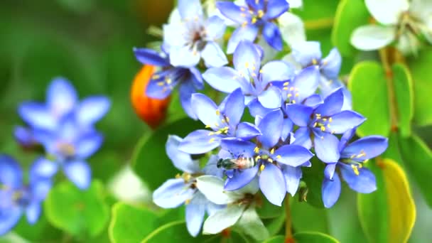 Abeja en Lignum vitae flores blancas azules que florecen en el jardín — Vídeo de stock