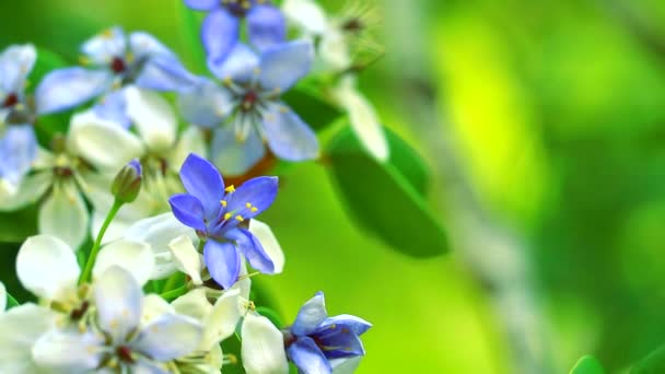 Lignum vitae blå vita blommor blommar i oskärpa trädgården — Stockvideo