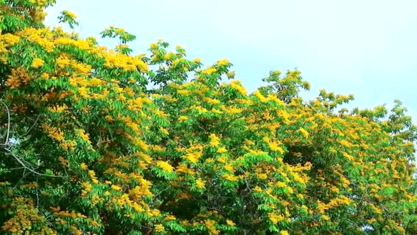 В саду цветут желтые цветы бирманского падаука — стоковое видео