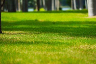 Bahçedeki yeşil çimenler, palmiye ağacı ve hindistan cevizi ağacı ve çimenlerin üzerindeki güneş ışığı arasında.