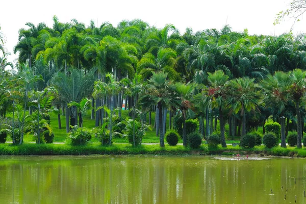公园里棕榈树 森林和绿水湖面 — 图库照片