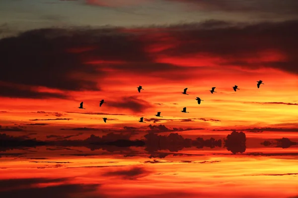 reflection of sunlight over silhouette birds flying on sea and the sunset sky