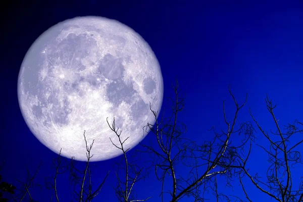 Super Egg Moon Back Silhouette Plant Trees Night Sky Elements — Stock Photo, Image