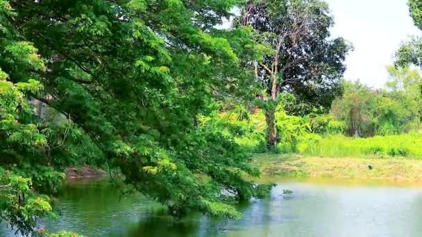 Árbol de ramas y flores sobre la superficie del lago — Vídeos de Stock