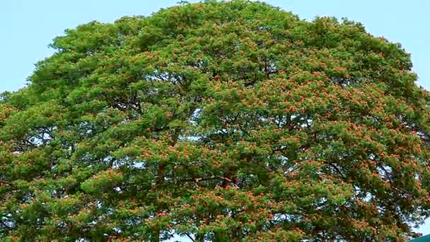 Riesige Blume auf Bäumen und blauer Himmel Hintergrund — Stockvideo