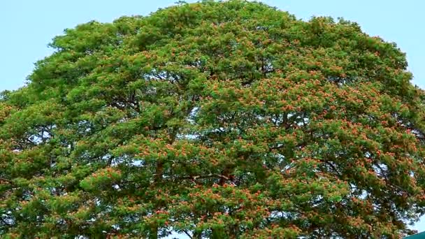 Enorme de flores en los árboles y el fondo azul del cielo — Vídeo de stock