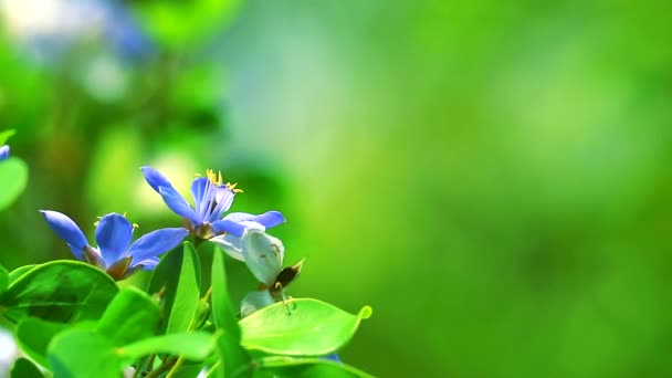 Lignum vitae flores blancas azules que florecen en el fondo borroso del jardín — Vídeos de Stock