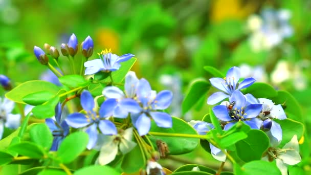 Lignum vitae flores blancas azules que florecen en el jardín y las abejas están encontrando néctar — Vídeos de Stock