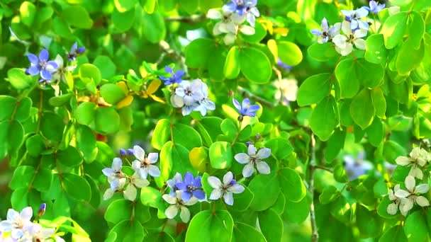 Lignum vitae blå vita blommor blommar i trädgården och bin hittar nektar — Stockvideo