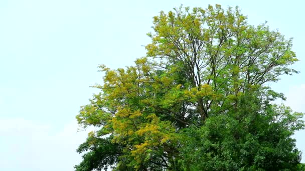 Tandenborstel boom, Siamees ruwe struik gele bloemen bloeit — Stockvideo