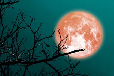 Gece gökyüzünde süper turuncu ay ve siluet dalları NASA tarafından döşenmiş bu görüntünün elementleri