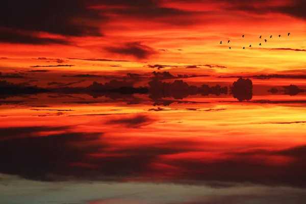 Reflexão Luz Solar Sobre Aves Silhuetas Que Voam Mar Céu — Fotografia de Stock