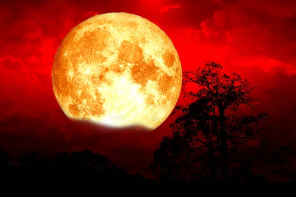 Super Sangre Fresa Luna Espalda Nube Árbol Campo Cielo Rojo — Foto de Stock