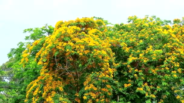 Birma padauk boom gele bloemen bloeien en schommelen door de wind — Stockvideo
