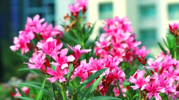 Oleander, Sweet Oleander ή Rose Bay ροζ μπουκέτο λουλούδι ανθίζει στον κήπο — Αρχείο Βίντεο