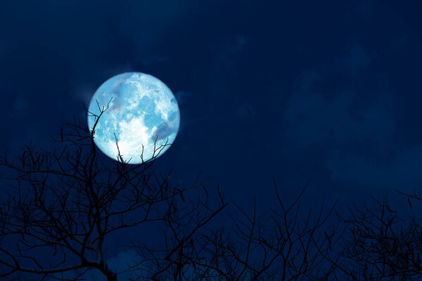 Blue moon back silhouette soft cloud dry branck tree on night sky, Elements of this image furnished by NASA