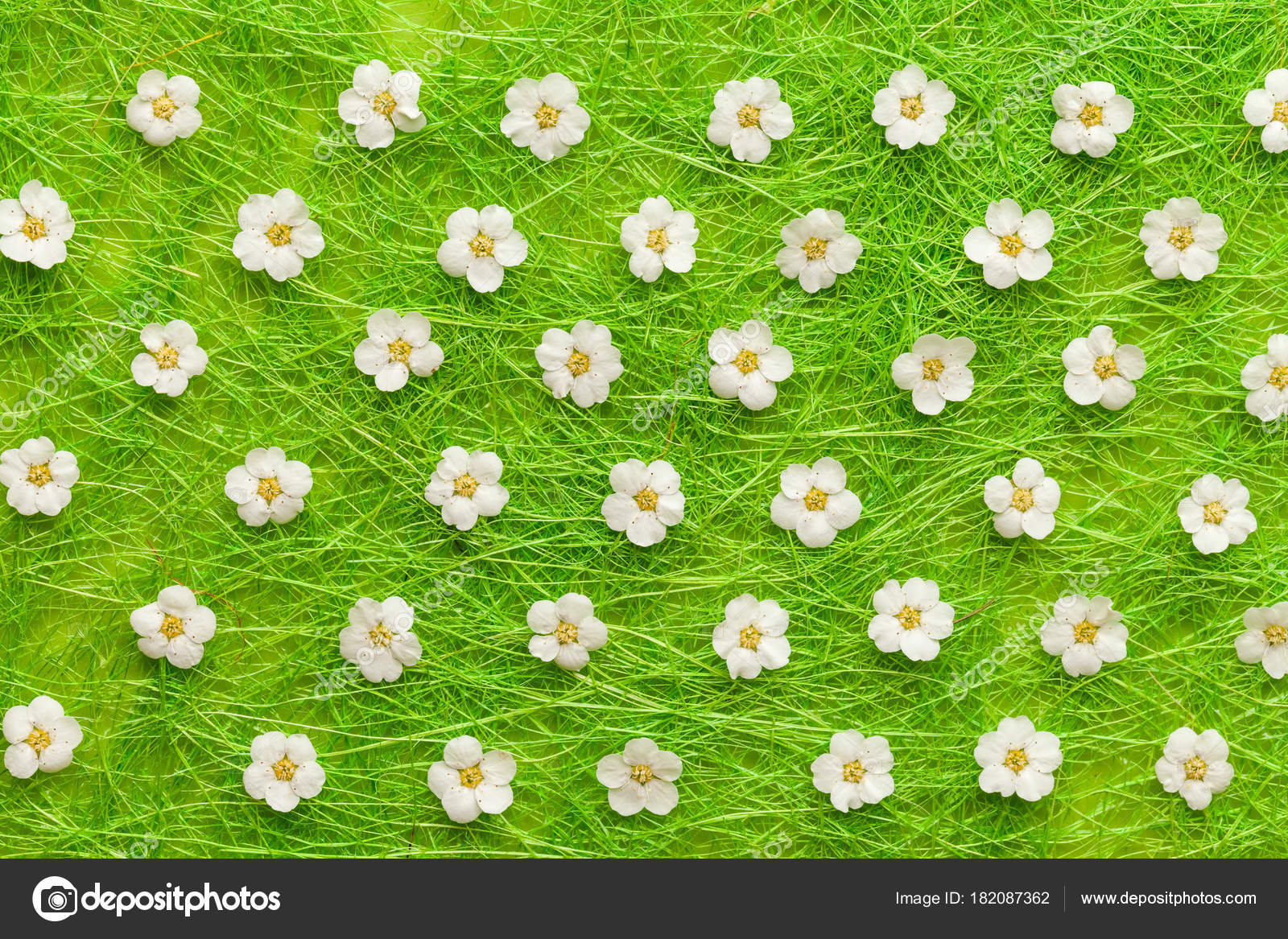 White Flowers Green Background Blooming Concept Flat Lay Stock Photo C Aleksandra Tochanenko Mail Ru 182087362