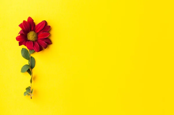Κόκκινο Λουλούδι Κίτρινο Φόντο Επίπεδη Lay Κορυφαία Προβολή — Φωτογραφία Αρχείου