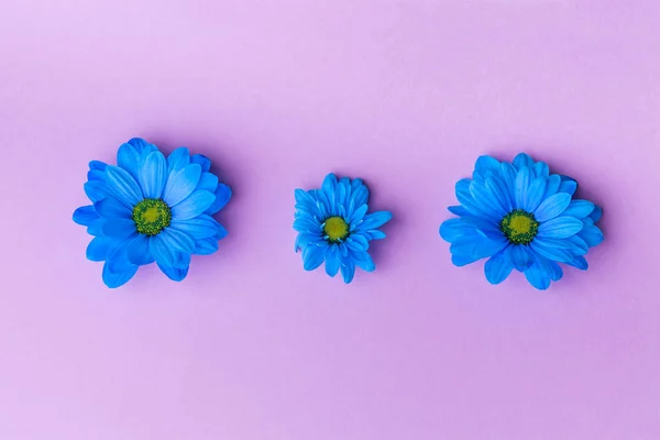 Μπλε Λουλούδια Bpink Φόντο Ανθισμένα Έννοια Επίπεδη Θέσει — Φωτογραφία Αρχείου