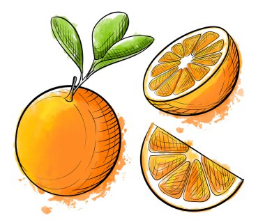 Elle çizilmiş suluboya resim turuncu beyaz arka plan üzerinde. Kroki gıda vektör çizim.