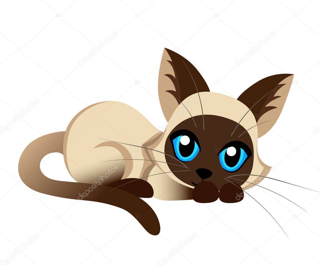 Siamese cat the Lovely kitten with blue eyes fluffy on a white background spotty a pet Cat breeds cute pet animal set vector illustration