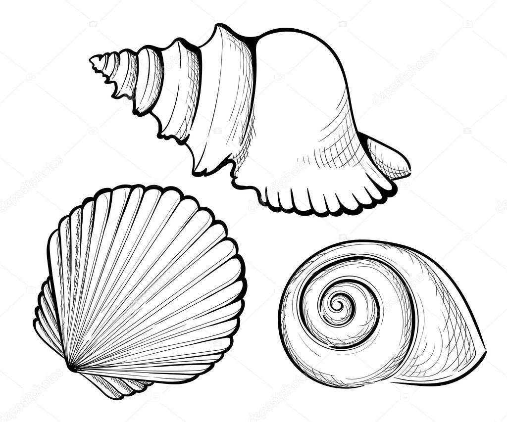 Hand draw Set sea shell, coral, crab, shrimp and octopus. Vector black engraving vintage illustrations. Isolated on white background.