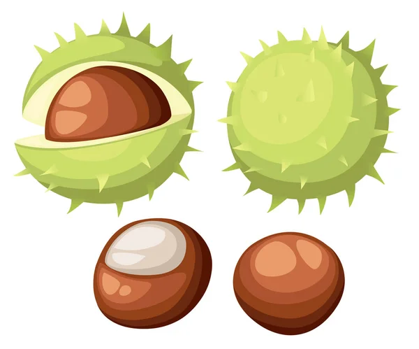 Chesnut peeled and whole horse chestnuts, vector illustration isolated on white background. Drawing of chestnuts with and without green peel, delicious healthy vegan snack — Stock Vector