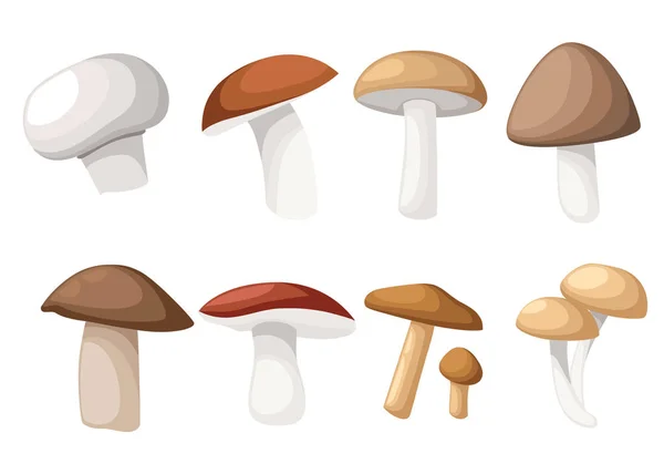 Hongos vector ilustración de diversos hongos boletus hampignon Leccinum Chanterelle Oyster . — Vector de stock