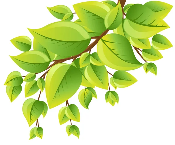 Branche d'arbre vectoriel aux feuilles vertes — Image vectorielle