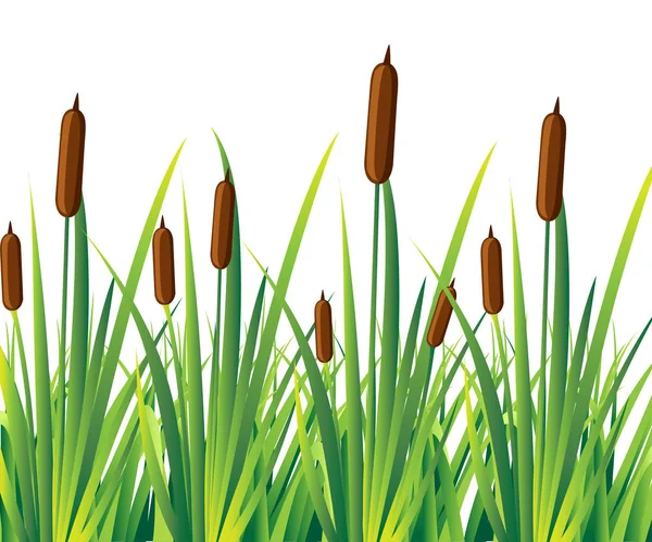 Swamp canes Water Reed Plant Cattails Green Leaf Grass Environment Swamp, Lake and River. Vector illustration Web site page and mobile app design — Stock Vector