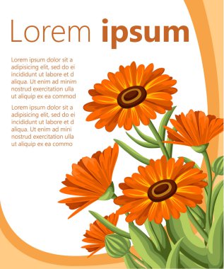 Vektör çizim calendula çiçek beyaz arka plan üzerinde. Şifalı otlar tarzı Web sitesi sayfası ve mobil uygulaması tasarım kroki