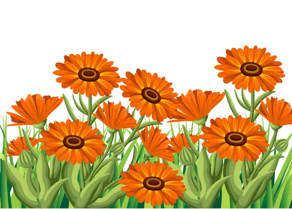 Ilustración vectorial flores de caléndula sobre fondo blanco. Hierbas medicinales en estilo de boceto Página del sitio web y diseño de aplicaciones móviles — Vector de stock