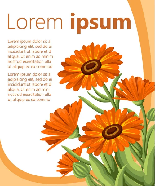 Vektör çizim calendula çiçek beyaz arka plan üzerinde. Şifalı otlar tarzı Web sitesi sayfası ve mobil uygulaması tasarım kroki