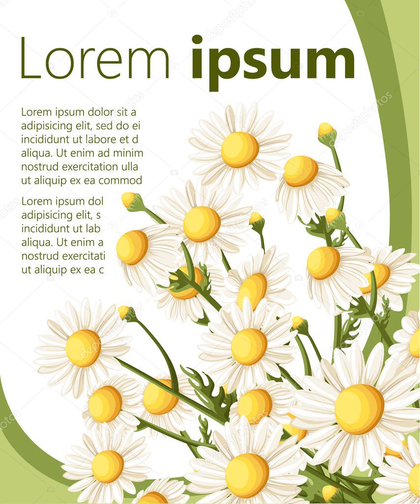 Bouquet realistic daisy, camomile flowers on white background. Vector illustration card camomile tea medical Web site page and mobile app design vector illustration