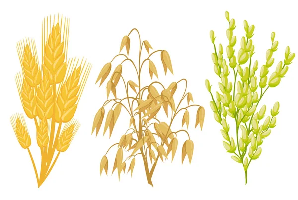 Iconos Cereales Las Plantas Grano Vector Espigas Trigo Centeno Semillas — Archivo Imágenes Vectoriales