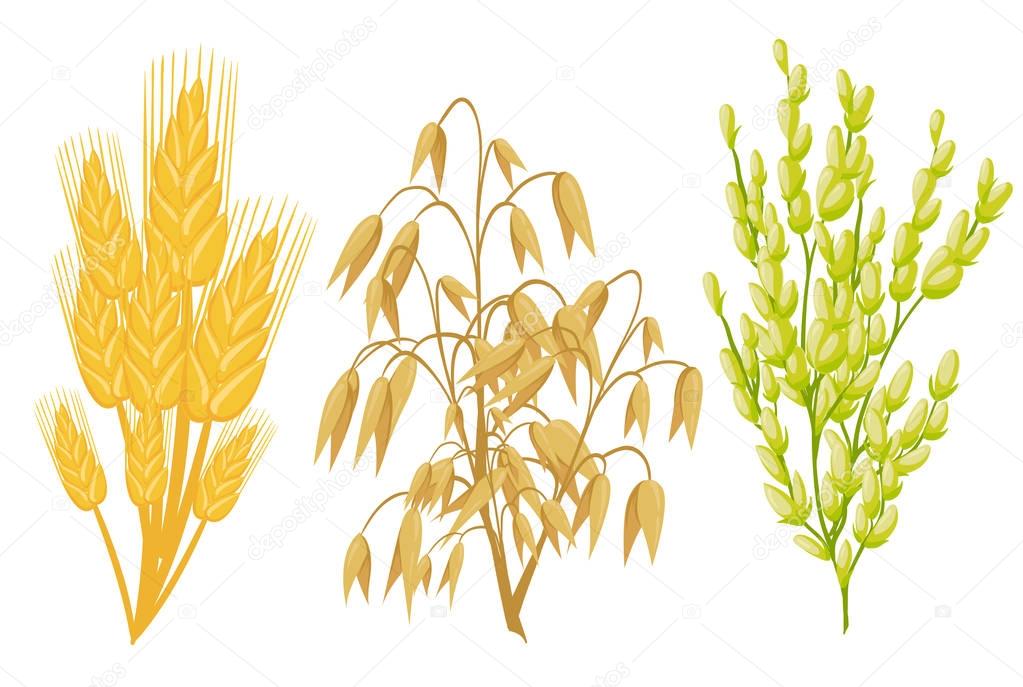 Cereals icons of grain plants. Vector wheat and rye ears, buckwheat seeds and oat or barley millet and rice sheaf. Isolated agriculture corn cob and legume beans or green pea pods farm crop harvest.