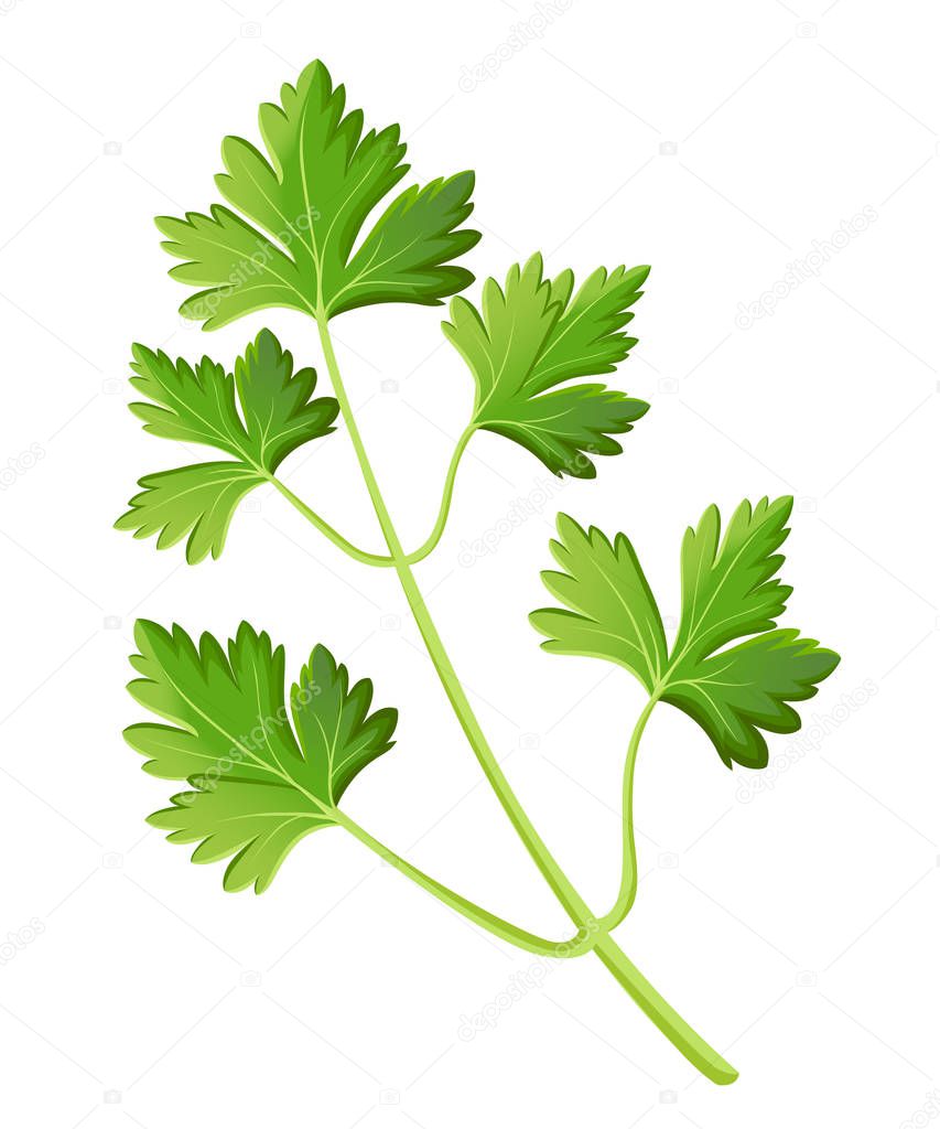 Parsley isolated on white photo-realistic vector illustration design element in culinary, cooking ingredient, package decoration, sticker, label