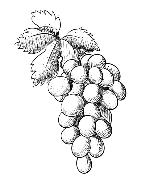 Winogron Gałąź Liść Ręką Rysunek Grawerowanie Stylu Vintage Wektor Ilustracja — Wektor stockowy