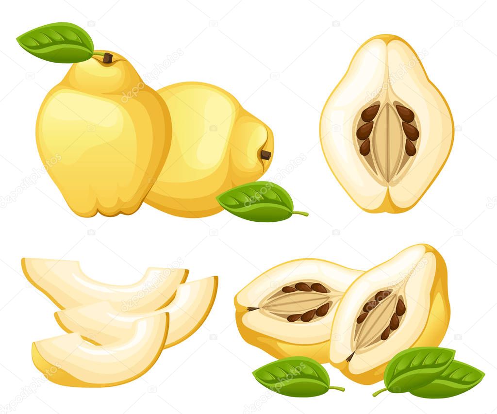 Quince with leaves whole and slices of quinces. Vector illustration of quince. Vector illustration for decorative poster, emblem natural product, farmers market. Website page and mobile app design