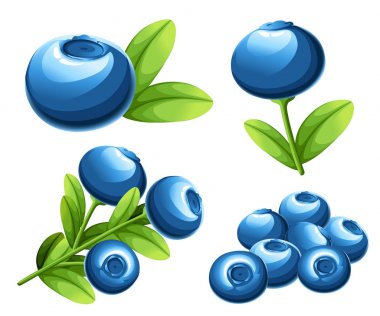 Berry blueberry koleksiyonu. Blueberry yeşil yaprakları ile vektör Illustration. Vektör çizim dekoratif afiş, amblem doğal ürün, çiftçi pazarı için. Web sayfası ve mobil uygulaması tasarım