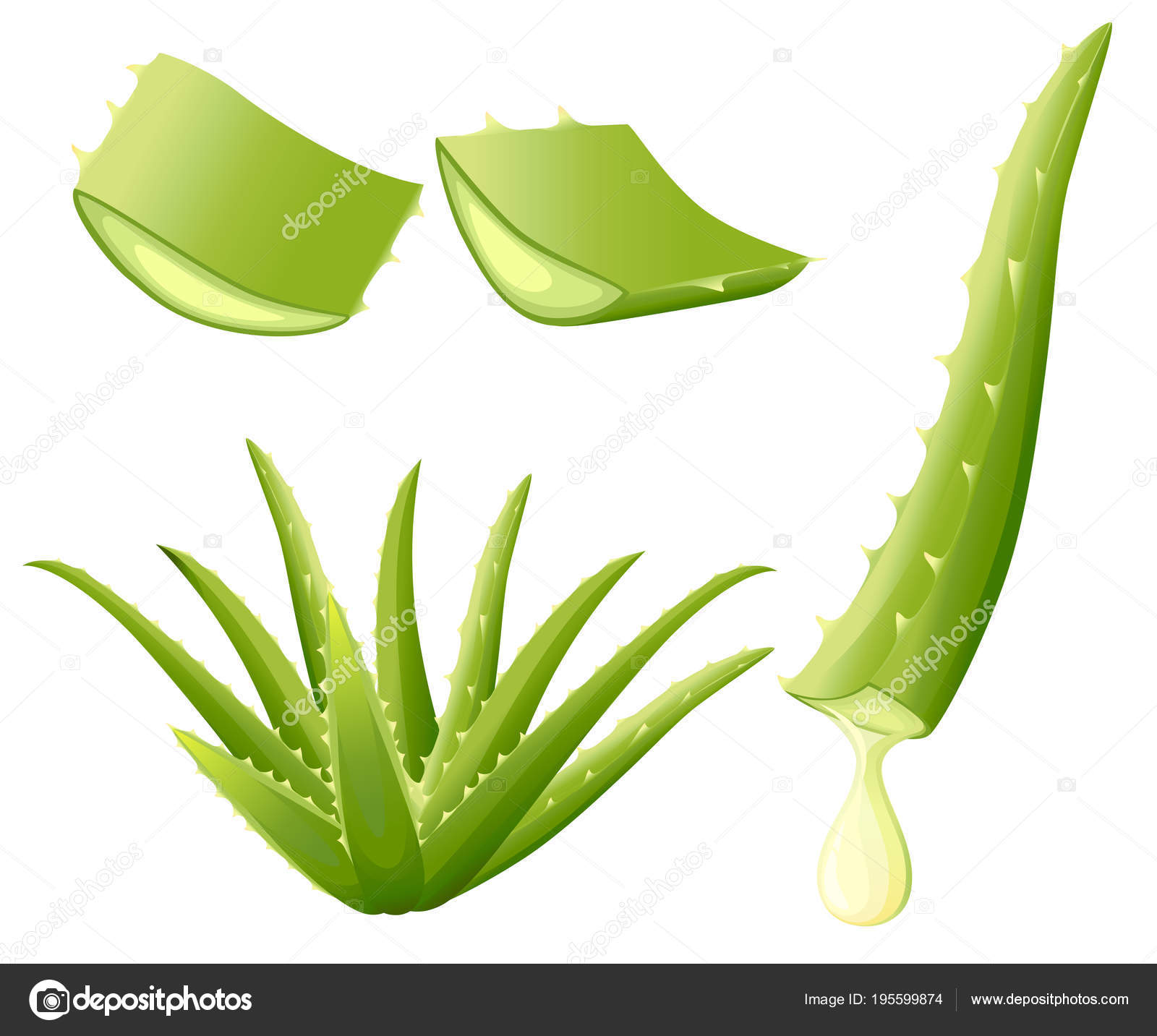 Vera aloe cuidados planta para