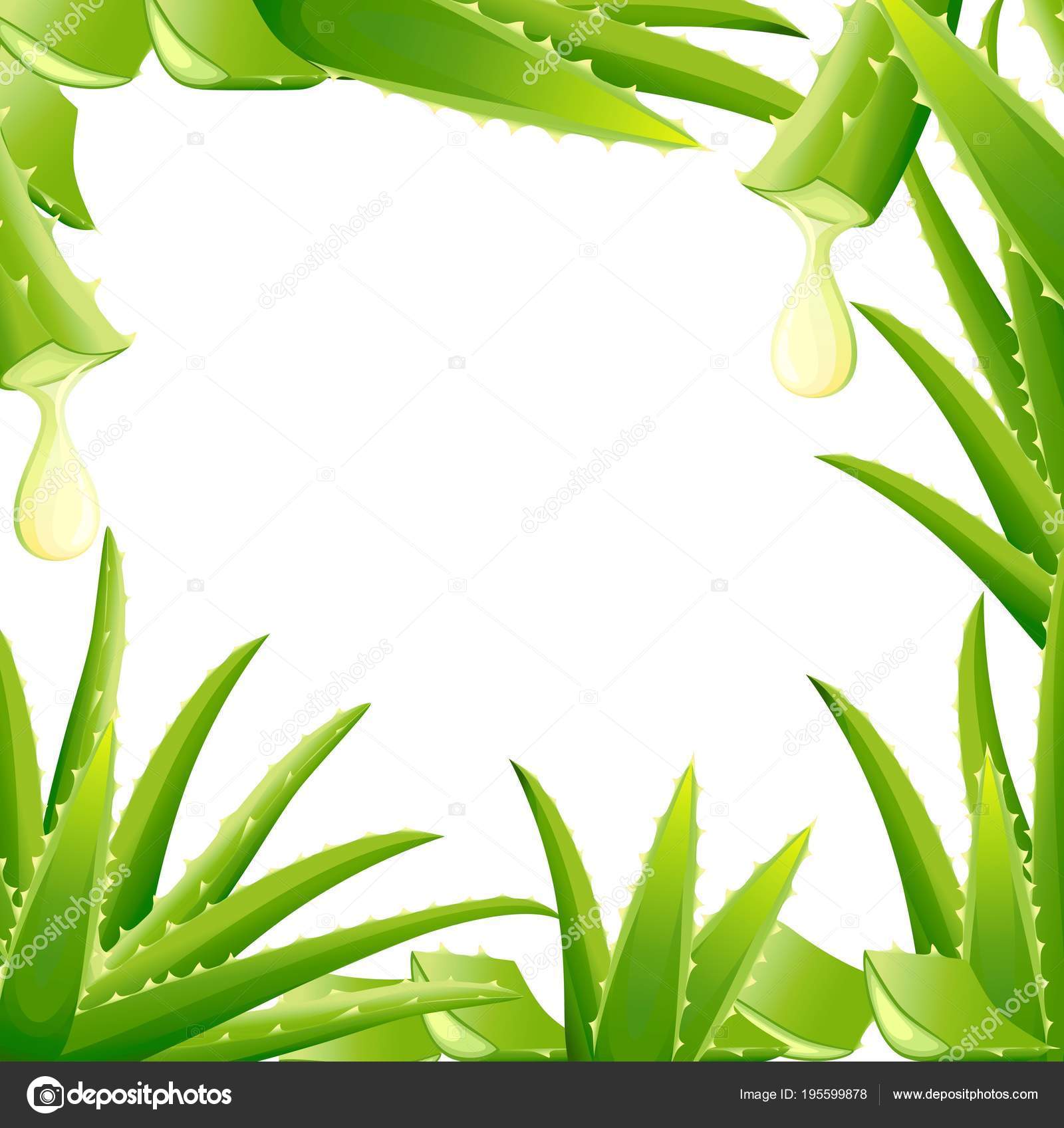 Pattern of green aloe vera plant. Cut pieces of aloe vera. Serum and  collagen natural extracts vitamin for skin care cosmetic. Vector  illustration isolated on white background Stock Vector Image by  ©.com #