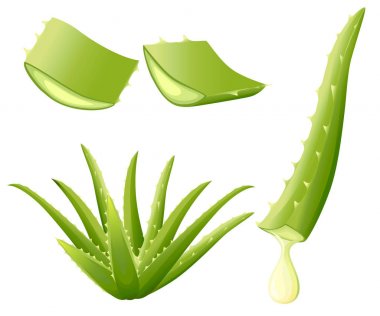 Yeşil aloe vera bitkisi. Aloe vera parçalar kesin. Serum ve kolajen doğal cilt bakımı kozmetik için vitamin ayıklar. Beyaz arka plan üzerinde izole vektör çizim