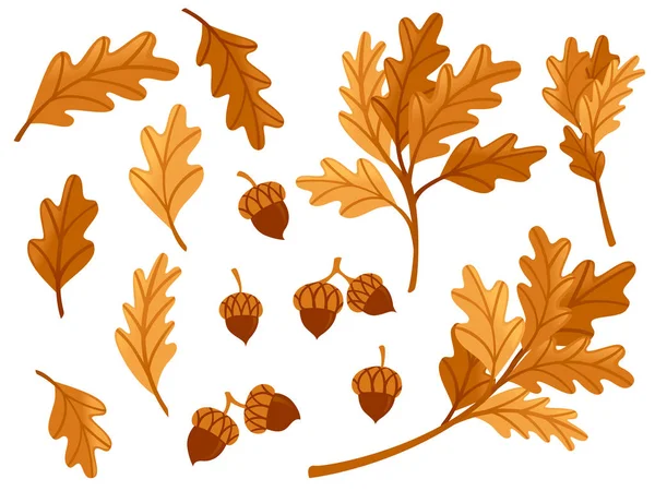 Diverse eiken herfstbladeren met egorn vlakke vector illustratie geïsoleerd op witte achtergrond — Stockvector