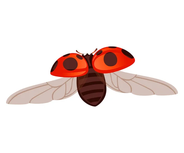 Ladybug com shell aberto e asas voando besouro desenho de bugs desenhos animados ilustração vetorial plana isolado no fundo branco — Vetor de Stock