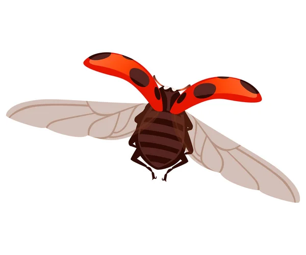 Ladybug com shell aberto e asas voando besouro desenho de bugs desenhos animados ilustração vetorial plana isolado no fundo branco —  Vetores de Stock